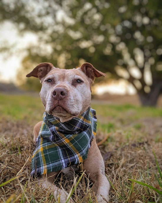 Plaidurday 2019