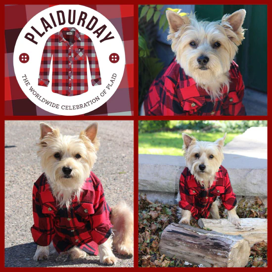 Plaidurday - Jen Voegtline-Fraizer